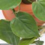 Philodendron – Cordatum – 4″ Pot